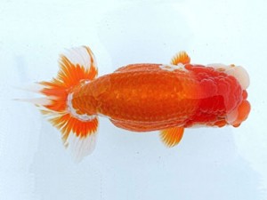 両毛愛魚会　西大関　中村正志　前橋市