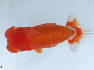 両毛愛魚会　志塚長成　前橋市