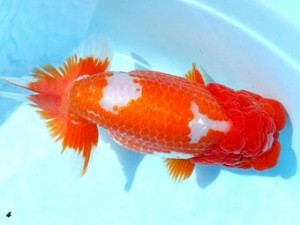 両毛愛魚会　取締一　中村正志　前橋市