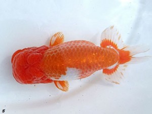 両毛愛魚会　取締二　並木辰夫　上里町