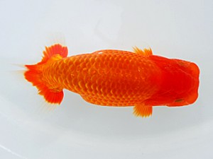 西部本部大会 東大関 梁原隆夫 岡山 西部本部大会 東大関 梁原隆夫 岡山