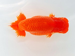 西部本部大会 東勧進元 津島洋介 愛媛 西部本部大会 東勧進元 津島洋介 愛媛