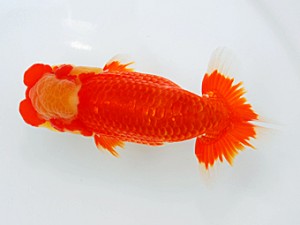 西部本部大会 西勧進元 田中 勉 香川 西部本部大会 西勧進元 田中 勉 香川