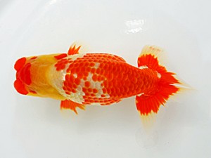 西部本部大会 行司二 田中 勉 香川 西部本部大会 行司二 田中 勉 香川