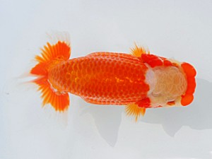 西部本部大会 行司三 武田悦男 広島 西部本部大会 行司三 武田悦男 広島