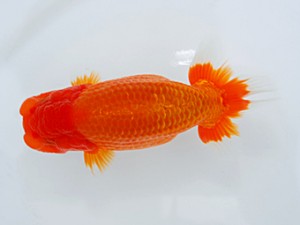 西部本部大会 東脇行司 川村和己 高知 西部本部大会 東脇行司 川村和己 高知