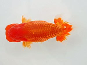 西部本部大会 西脇行司 越智佳三 愛媛 西部本部大会 西脇行司 越智佳三 愛媛