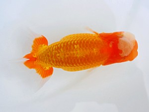 西部本部大会 東取締 岩崎正樹 香川 西部本部大会 東取締 岩崎正樹 香川