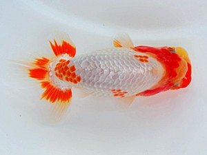 西部本部大会 西取締 小笠原義照 岡山
西部本部大会 西取締 小笠原義照 岡山