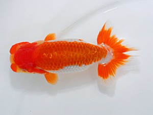 西部本部大会 東関脇 西口武志 大阪 西部本部大会 東関脇 西口武志 大阪