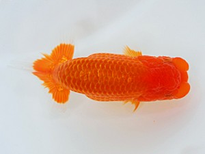 西部本部大会 西関脇 松友正一 愛媛 西部本部大会 西関脇 松友正一 愛媛