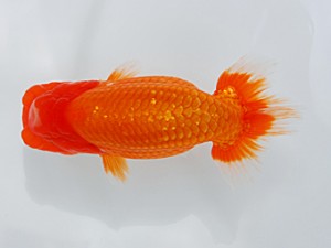 西部本部大会 東小結 高尾昌幸 岡山 西部本部大会 東小結 高尾昌幸 岡山