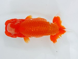 西部本部大会 西小結 板井 達 大分 西部本部大会 西小結 板井 達 大分