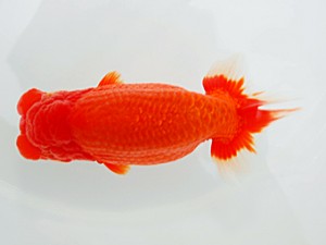 西部本部大会 東大関 川村和己 高知 西部本部大会 東大関 川村和己 高知