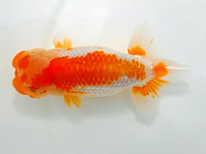 西部本部大会 東勧進元 中村優作 愛媛 西部本部大会 東勧進元 中村優作 愛媛