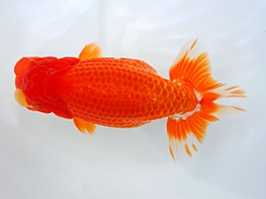 西部本部大会 西勧進元 西口武志 大阪 西部本部大会 西勧進元 西口武志 大阪