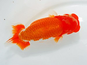 西部本部大会 行司一 友松祐治 広島 西部本部大会 行司一 友松祐治 広島