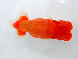 西部本部大会 行司二 山口人史 愛媛 西部本部大会 行司二 山口人史 愛媛