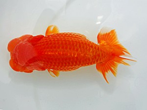 西部本部大会 行司三 田中 勉 香川 西部本部大会 行司三 田中 勉 香川