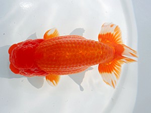 西部本部大会 東脇行司 田代史郎 岡山 西部本部大会 東脇行司 田代史郎 岡山