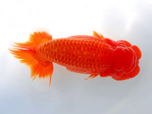 西部本部大会 西脇行司 田中 勉 香川 西部本部大会 西脇行司 田中 勉 香川