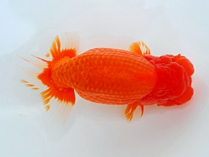 西部本部大会 松本好考 愛媛 西部本部大会 西大関 松本好考 愛媛