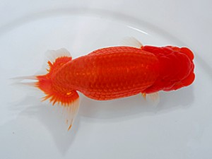 西部本部大会 西取締 白川成也 岡山
西部本部大会 西取締 白川成也 岡山