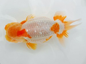 西部本部大会 西関脇 直野高幸 愛媛 西部本部大会 西関脇 直野高幸 愛媛