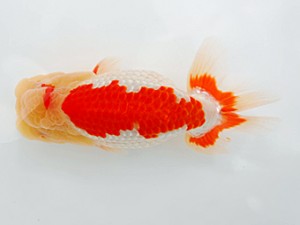 西部本部大会 西小結 南堀満良 香川 西部本部大会 西小結 南堀満良 香川