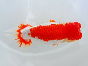 西部本部大会 東大関 岡本秀彦 高知 西部本部大会 岡本秀彦 高知