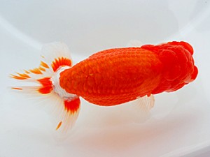 西部本部大会 東勧進元 坊上博信 長崎 西部本部大会 東勧進元 坊上博信 長崎