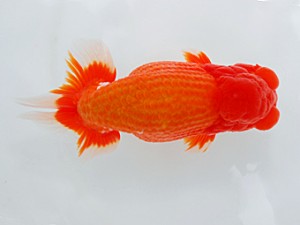 西部本部大会 西勧進元 川村和己 高知 西部本部大会 西勧進元 川村和己 高知