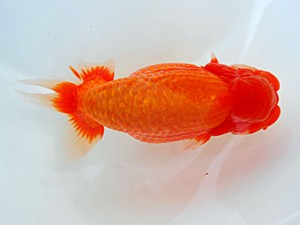 西部本部大会 行司二 東 秀明 福岡 西部本部大会 行司二 東 秀明 福岡