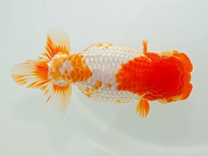 西部本部大会 行司三 田代史郎 岡山 西部本部大会 行司三 田代史郎 岡山