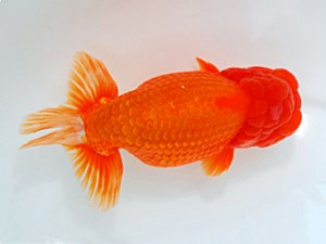 西部本部大会 東脇行司 中島健一郎 岡山 西部本部大会 東脇行司 中島健一郎 岡山