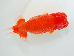 西部本部大会 西脇行司 石川佳二 愛媛 西部本部大会 西脇行司 石川佳二 愛媛