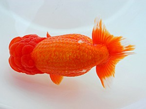 西部本部大会 西大関 大熊正人 岡山 西部本部大会 西大関 大熊正人 岡山