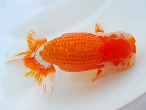 西部本部大会 東取締 南堀満良 香川 西部本部大会 東取締 南堀満良 香川