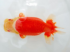 西部本部大会 西取締 藤原照輝 広島 西部本部大会 西取締 藤原照輝 広島