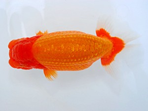 西部本部大会 東関脇 岩崎正樹 香川 西部本部大会 東関脇 岩崎正樹 香川