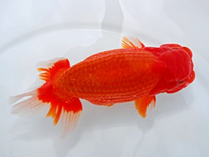 西部本部大会 西関脇 南堀満良 香川 西部本部大会 西関脇 南堀満良 香川