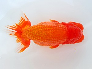 西部本部大会 東小結 川村和己 高知 西部本部大会 東小結 川村和己 高知