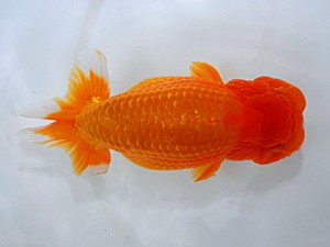 西部本部大会 西小結 田中茂規 岡山 西部本部大会 西小結 田中茂規 岡山