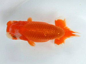 志摩紅鱗会　東大関　大河内正行　津市