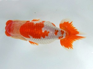 志摩紅鱗会　西大関　山口広隆　津市