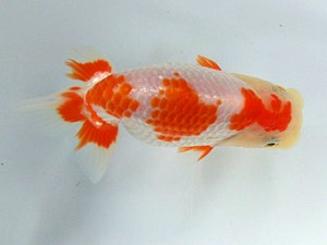 志摩紅鱗会　取締一　大河内正行　津市