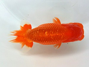 志摩紅鱗会　取締二　山中剛司　紀北町