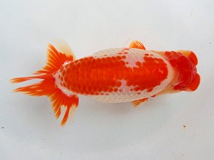 志摩紅鱗会　東大関　林　瑞貴　大王