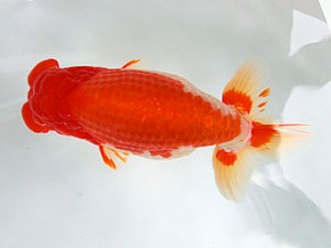 志摩紅鱗会　西大関　林　玲菜　大王