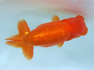 志摩紅鱗会　取締一　山中剛司　紀北町